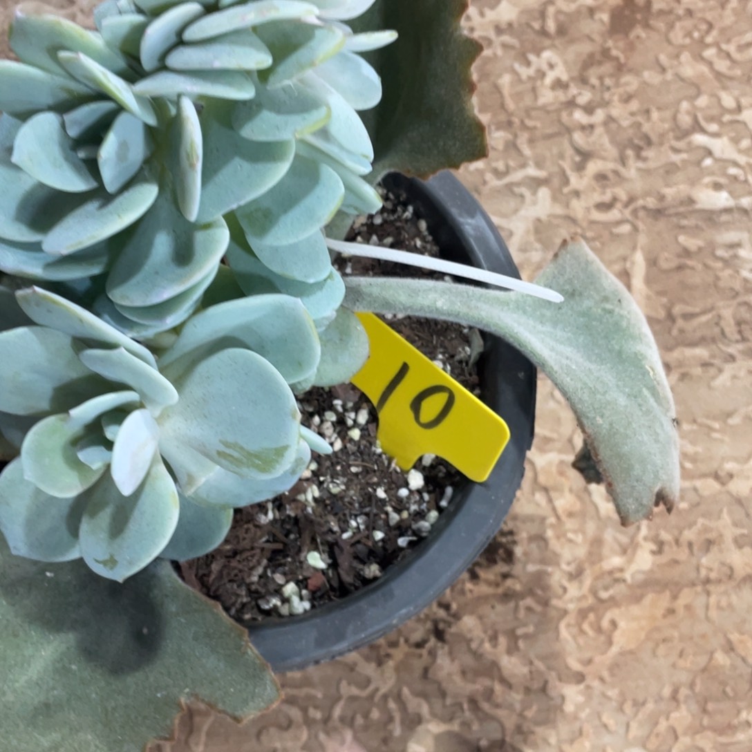 10号奶茶缀化群生