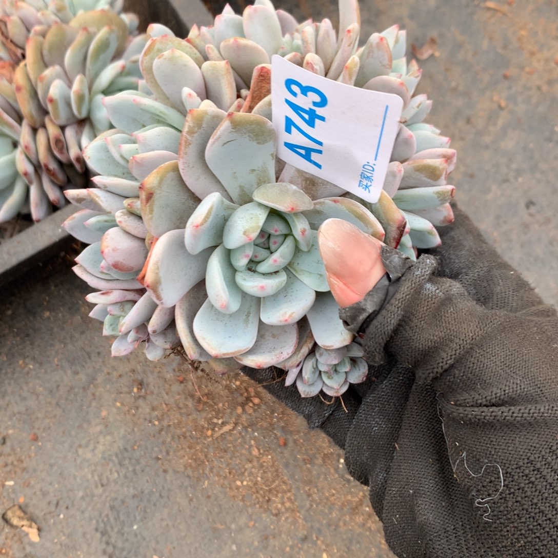 卉**?A743售后范围：签收起7天内，录开箱视频