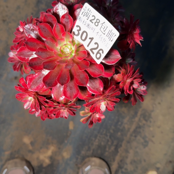 30126南女神多肉植物