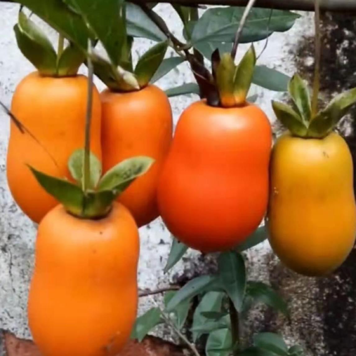 盆景绿植花卉蔬果专拍（主图仅供参考，直播间一物一拍）