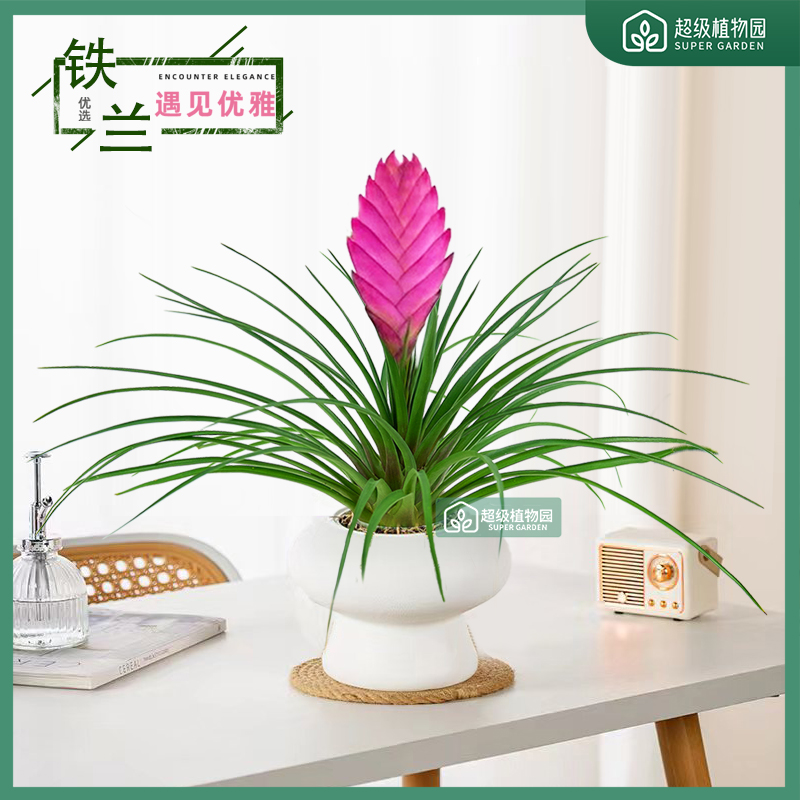 铁兰花紫花凤梨室内植物盆栽花卉书房桌面办公室净化空气造型盆景
