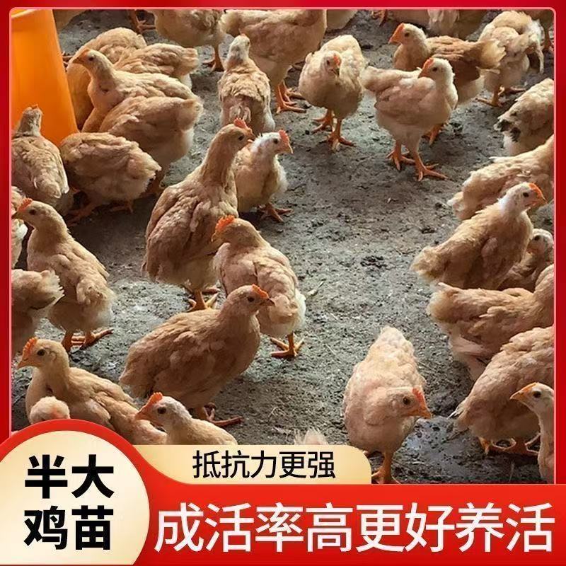 疫苗齐全半斤发货九斤黄宠物鸡