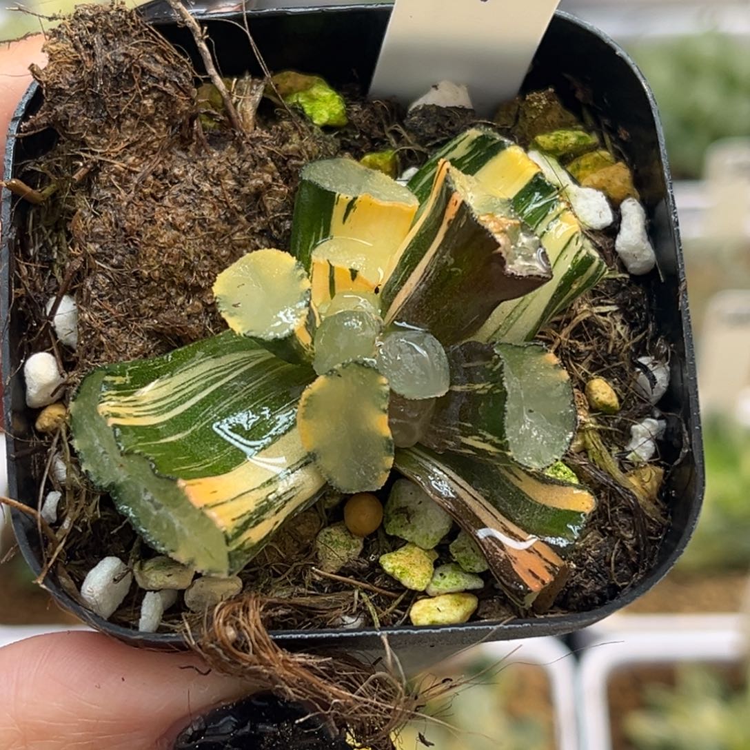 廣****7缀化玉龙万象锦福利专场