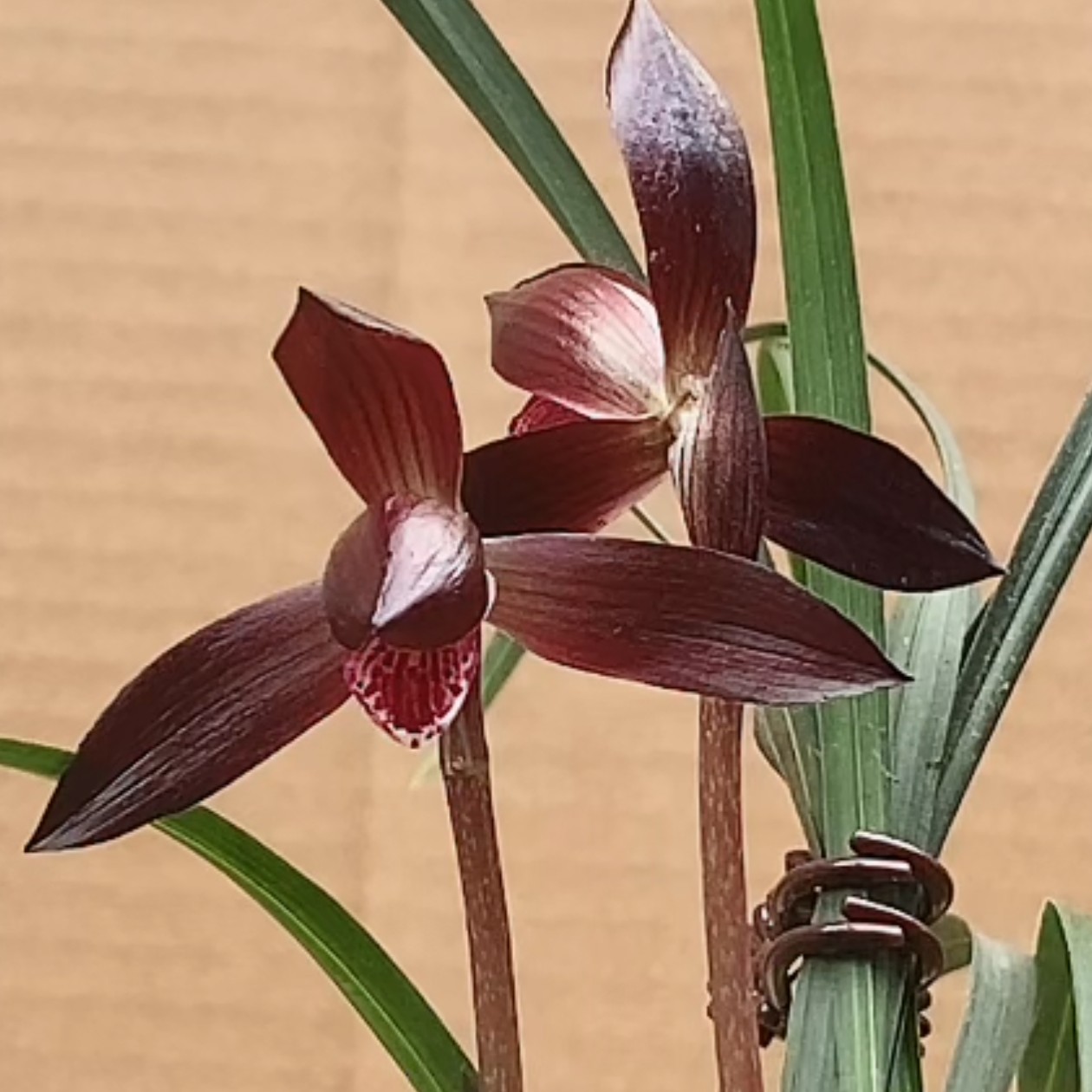 精品兰花一物一排