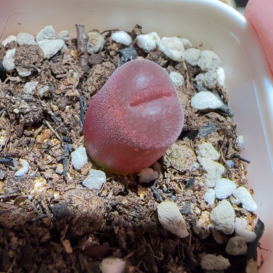 肉锥多肉植物百科25-泰坦峡谷634