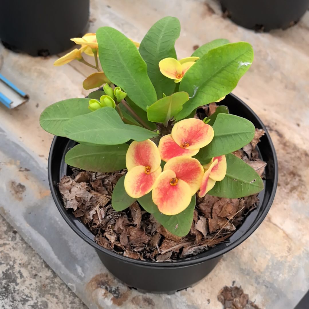 完全开放爱玛丽直播间一物一拍