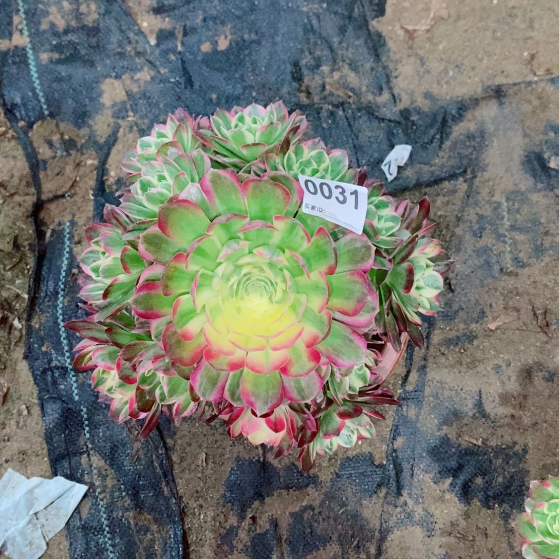 海王0031多肉1111