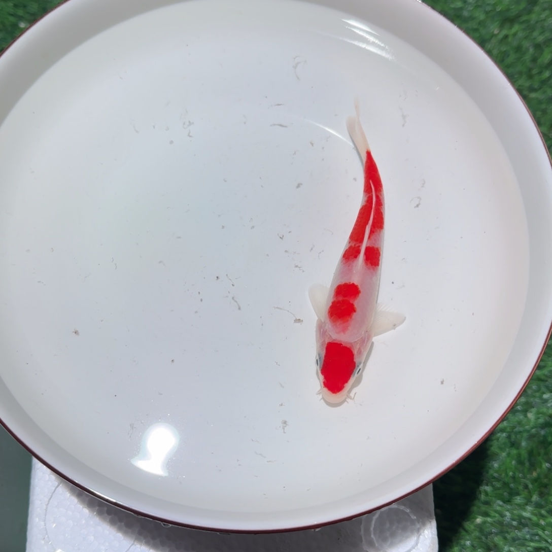 冷***却锦鲤锦鲤 观赏鱼 锦鲤