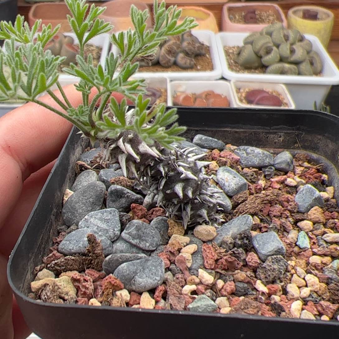 0380号豪猪洋葵 多肉植物