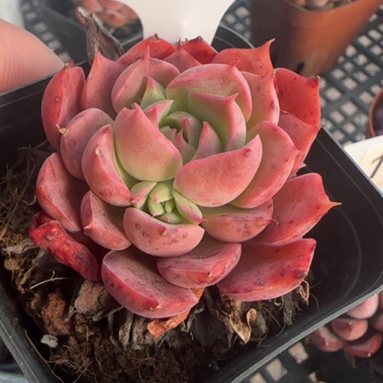 168沙漠玫瑰一物一拍多肉