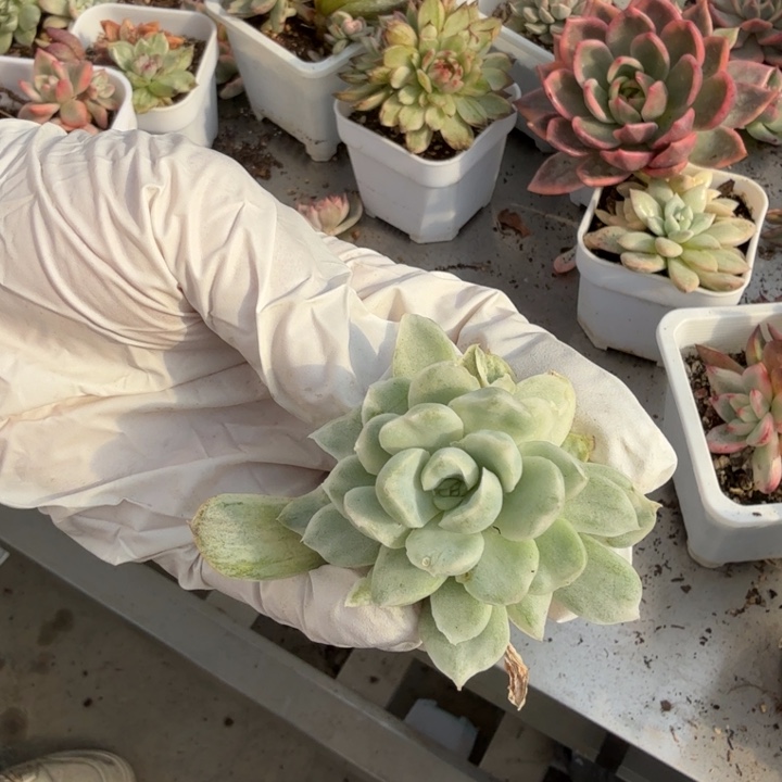 石化杂交锦多肉植物