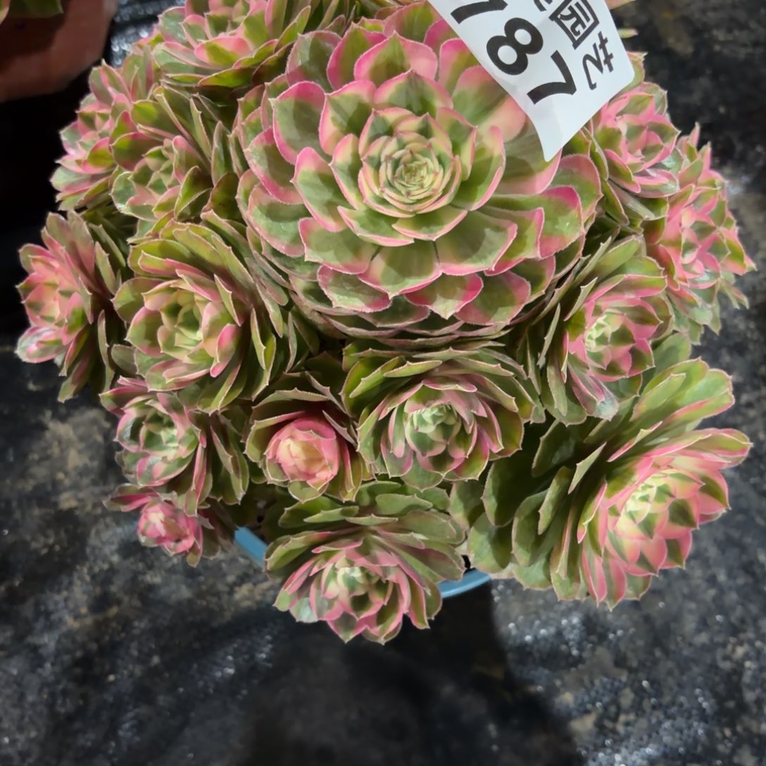 李***锋荔枝老桩787肉肉肉肉肉