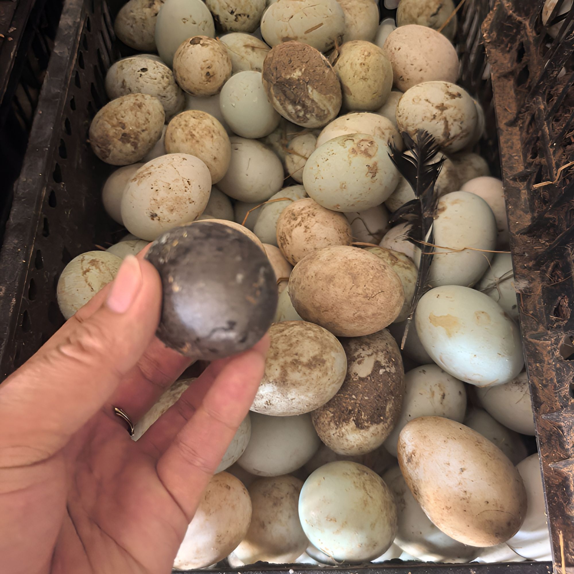 文登黑鸭【文登黑鸭】祖代GP种蛋【原种 顺丰直发]送2枚