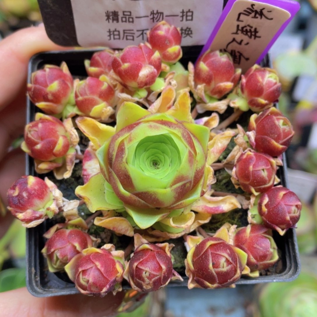 流萤之舞一物一拍292