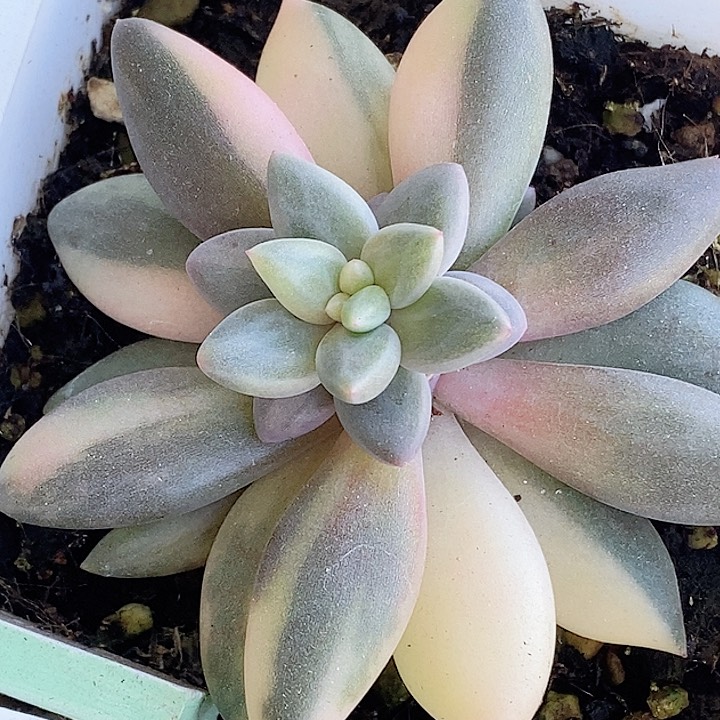 红蜻蜓锦一物一拍，