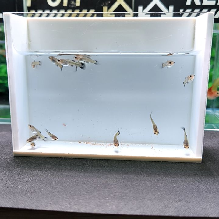 孔雀鱼孔雀鱼木大黑14条苗子含四条被损。