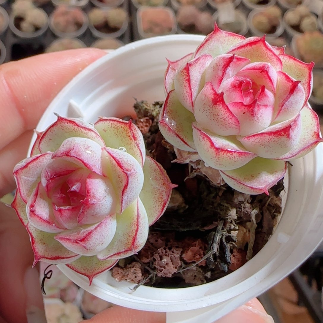 花语多肉0103-14散