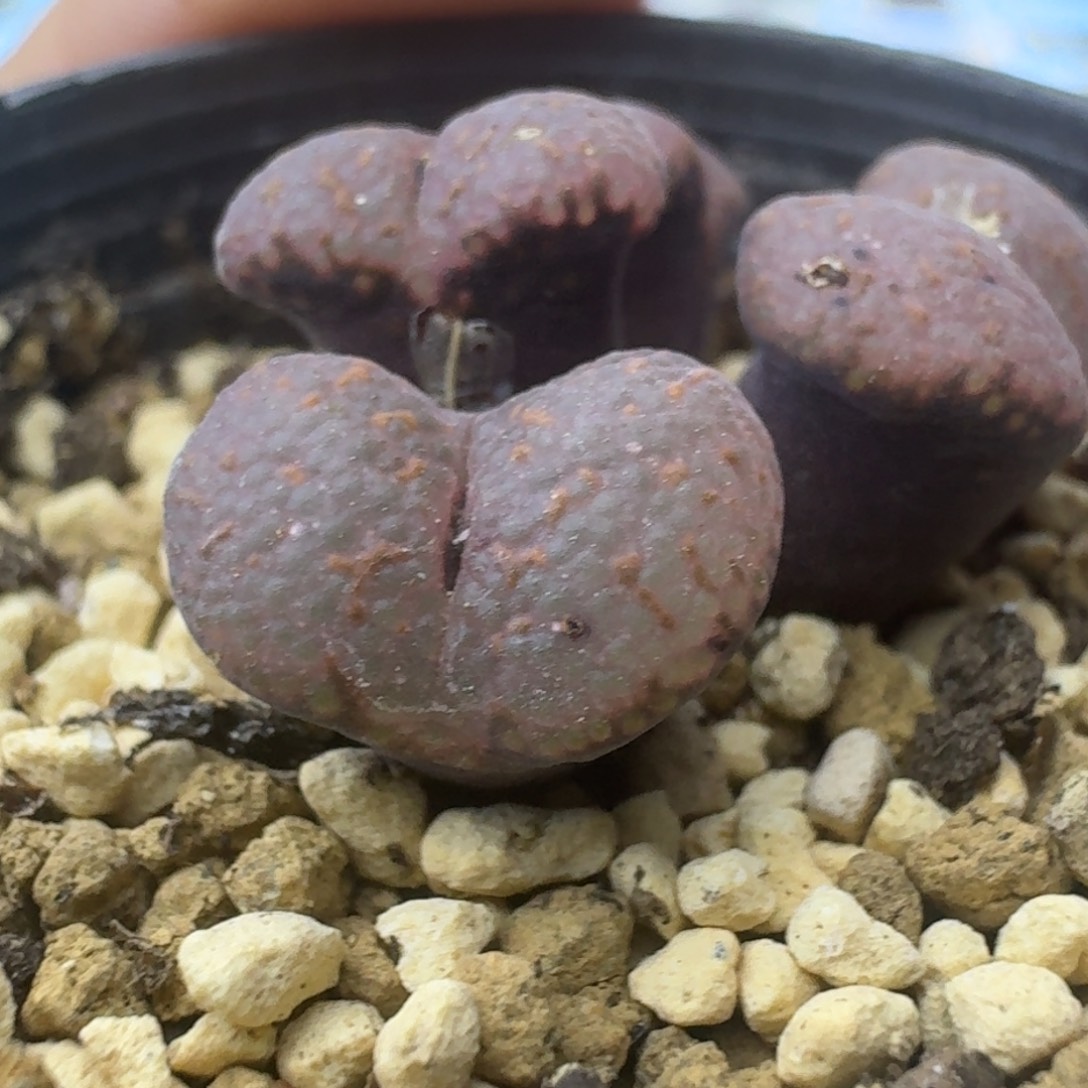25号四头大窗勋章一物一拍