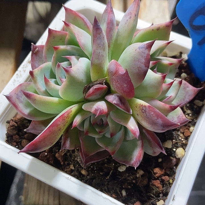 多肉植物惊鸿群6153