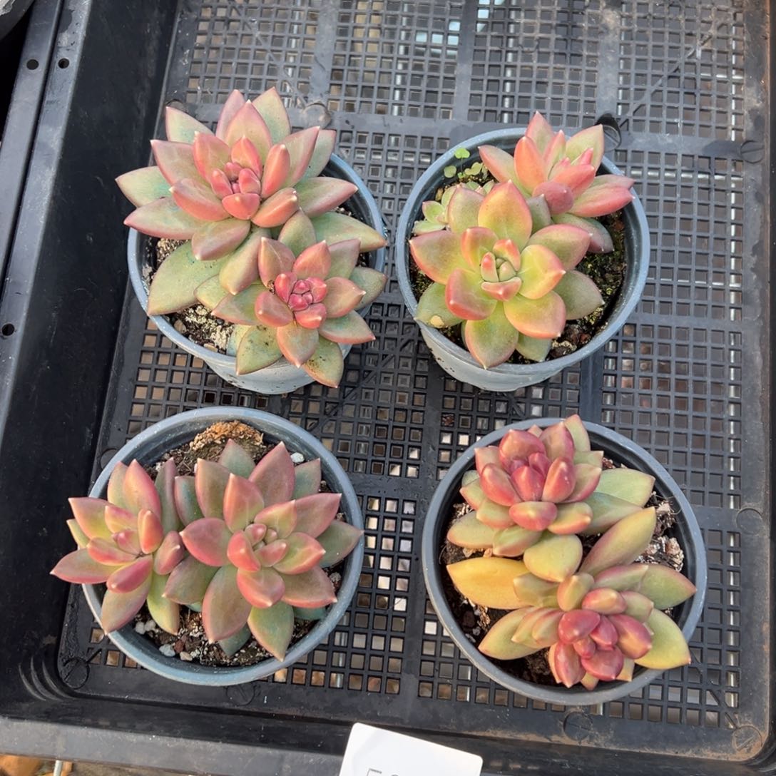 5026双头量肉肉肉肉肉肉肉