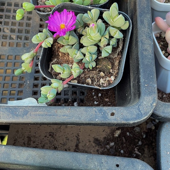 碧玉莲2.8带盆土发