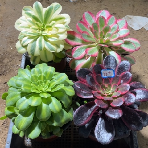 884多肉植物组合