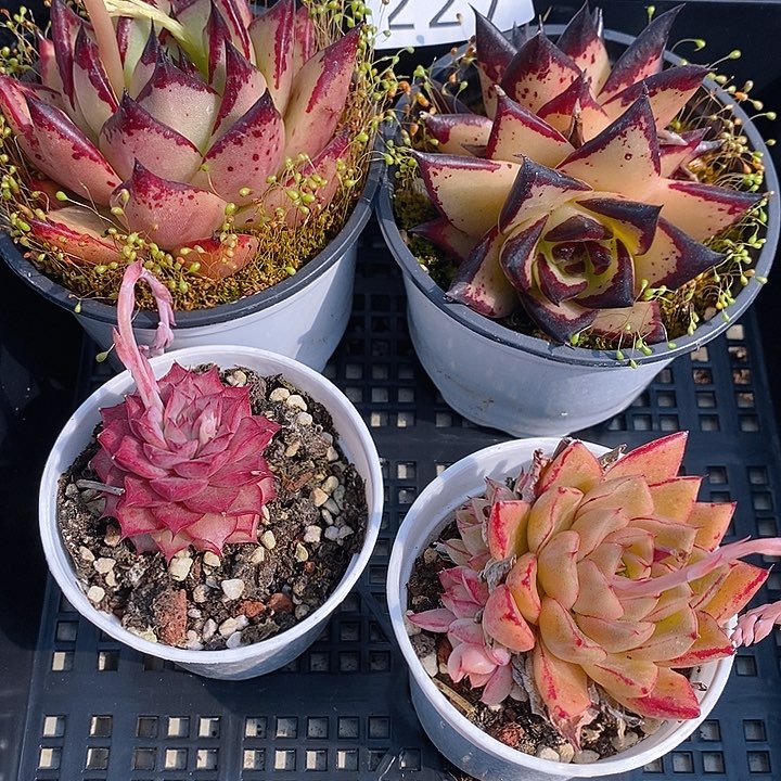 霖*227 多肉植物盆栽花卉植物