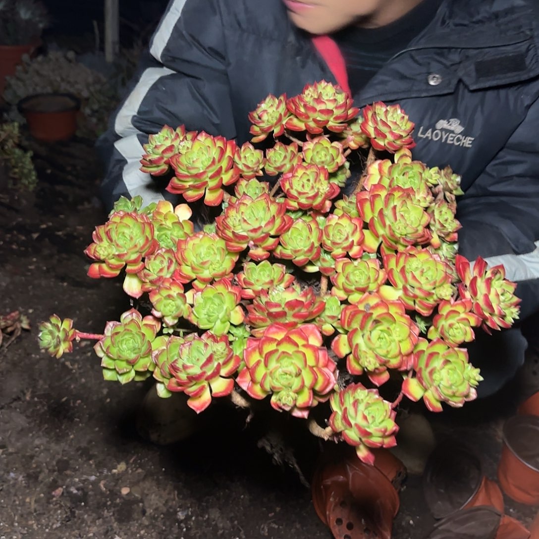 盆栽火焰玫瑰蒂亚多肉1颗