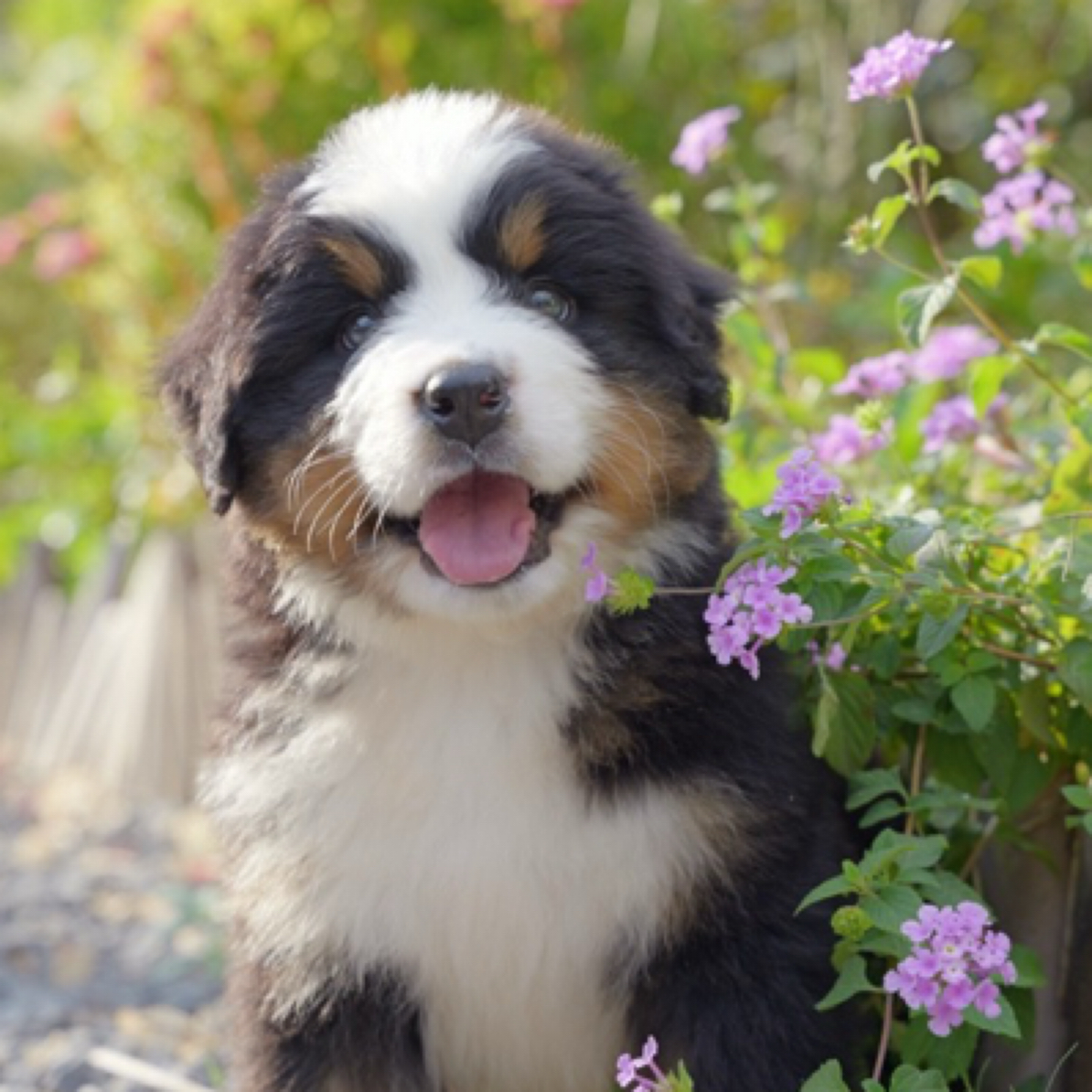 梅姐家伯恩山美卡可卡布边牧小狗可爱伴侣犬聪明温顺宠物狗狗