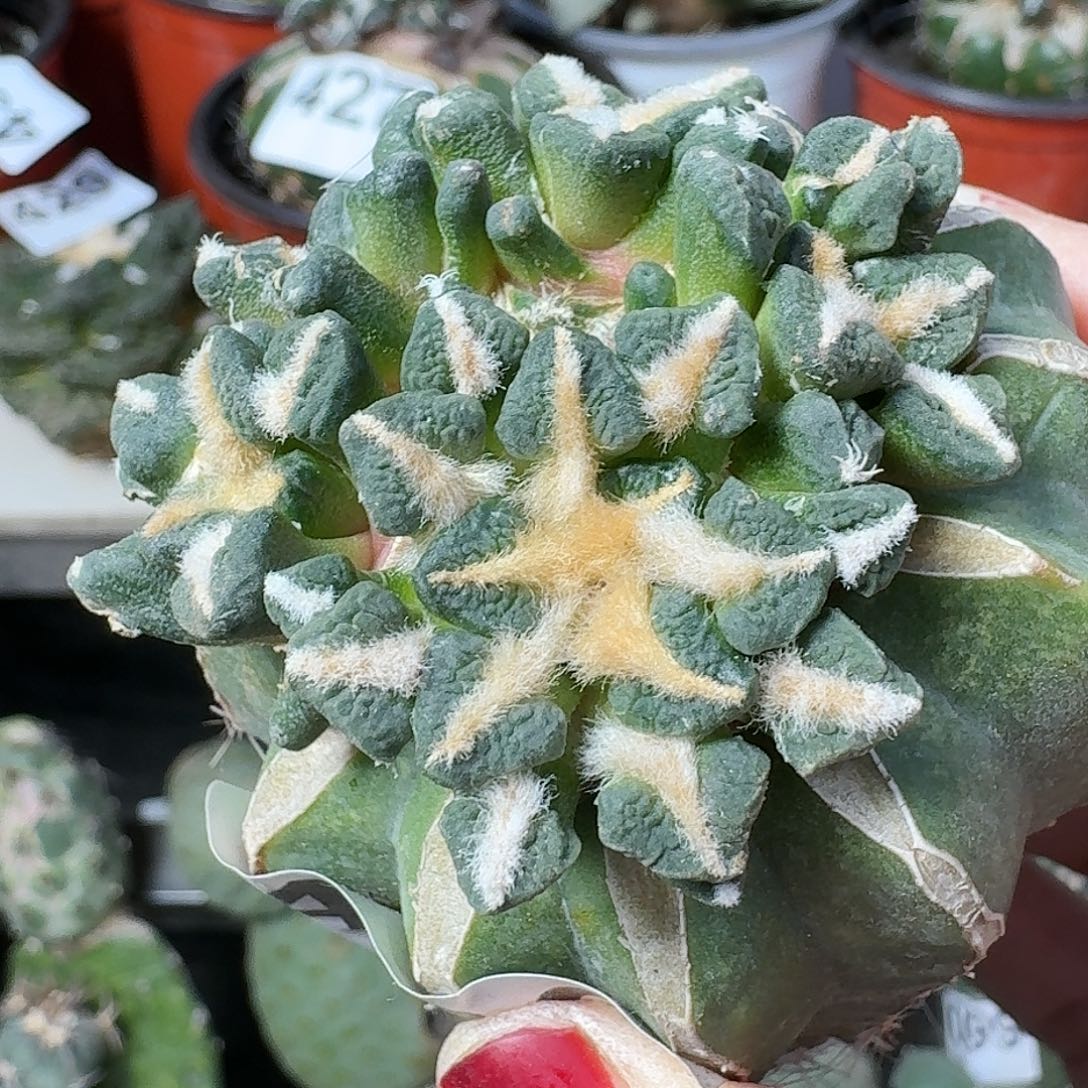 全部花朵颗粒黑牡丹490