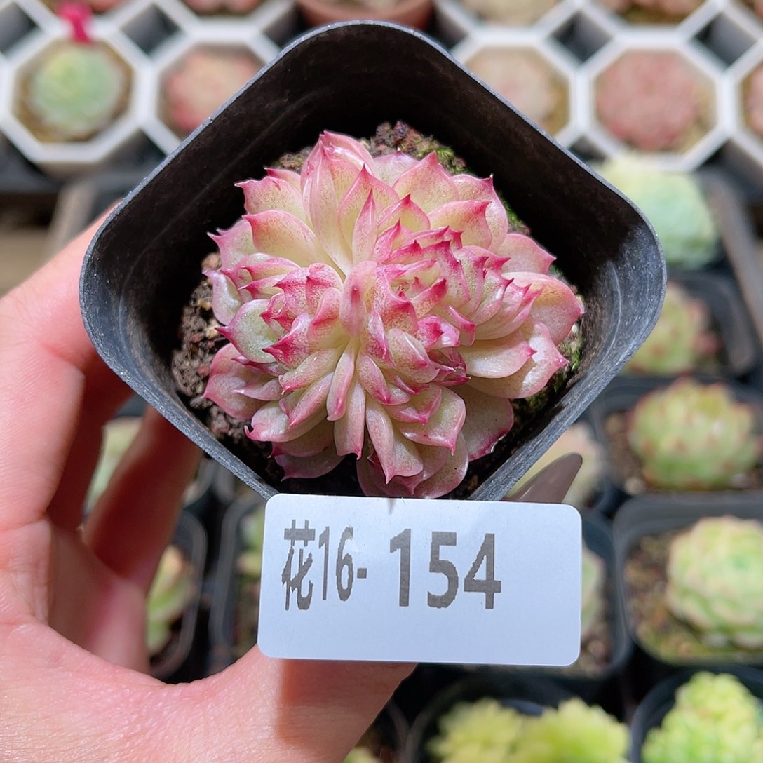 花利美16-154麦秆