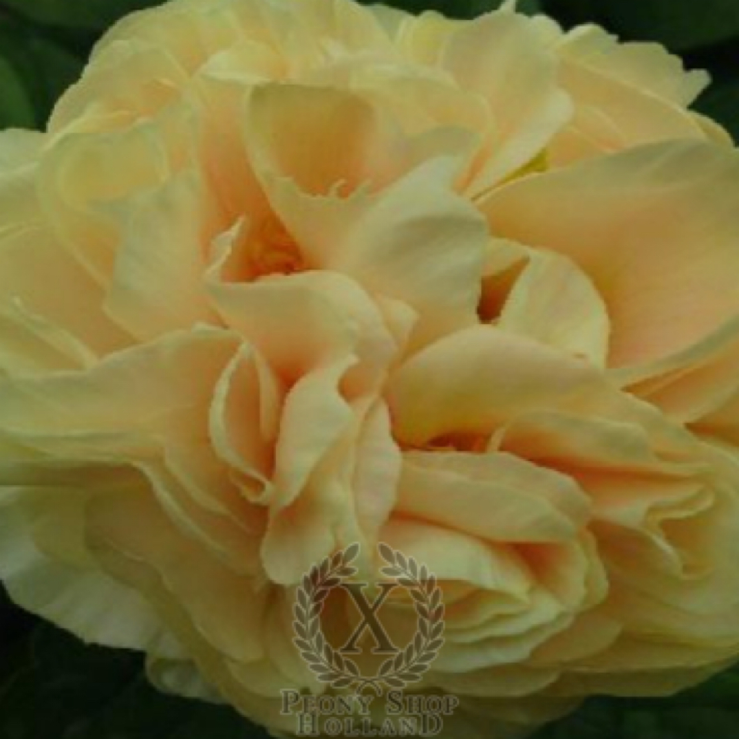 阳光男孩 芍药黄色系品种 香味浓郁