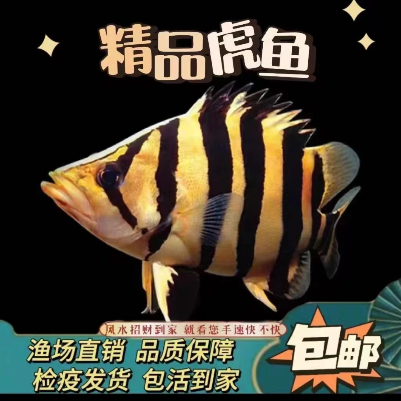 苏门答腊虎鱼三文四纹虎杂文虎包肚围脖热带观赏鱼