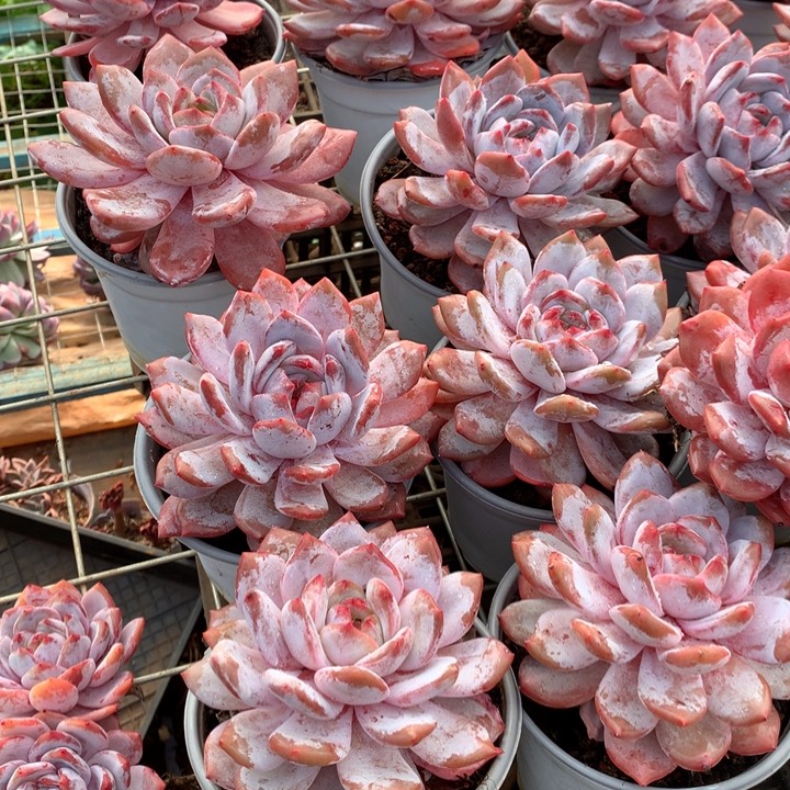 原始种雪天使两单包邮