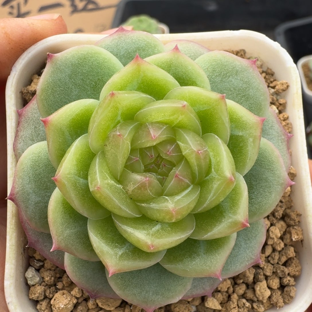 一物一拍一物一拍1108-813