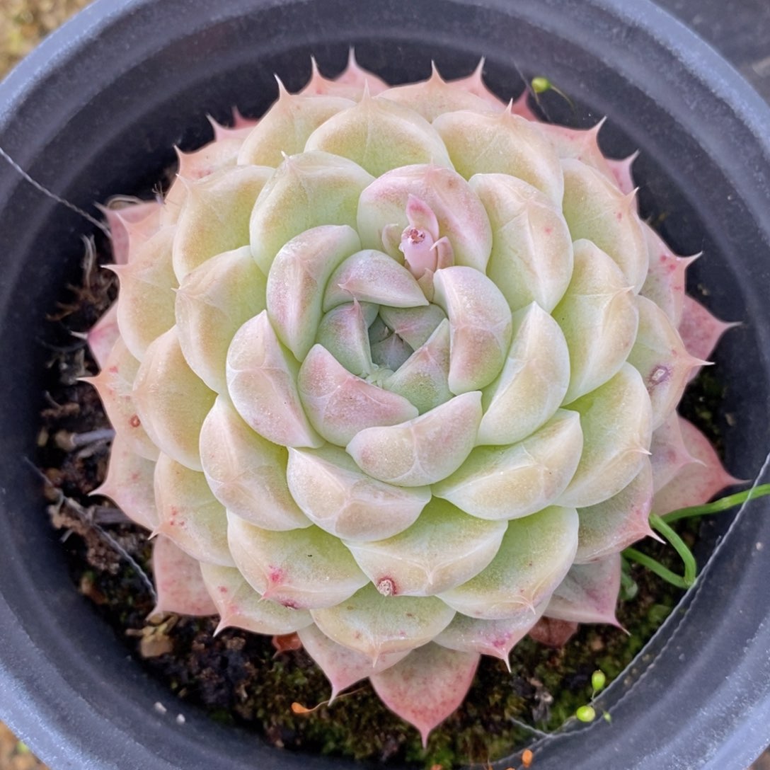 可问主播品种，下滑链接更多品种多肉选择