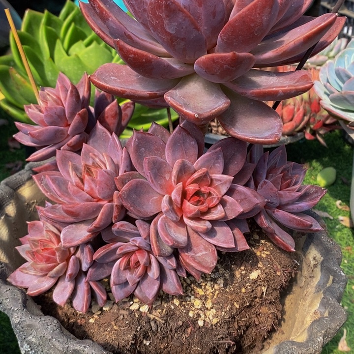 精控溏心红唐卡捧花