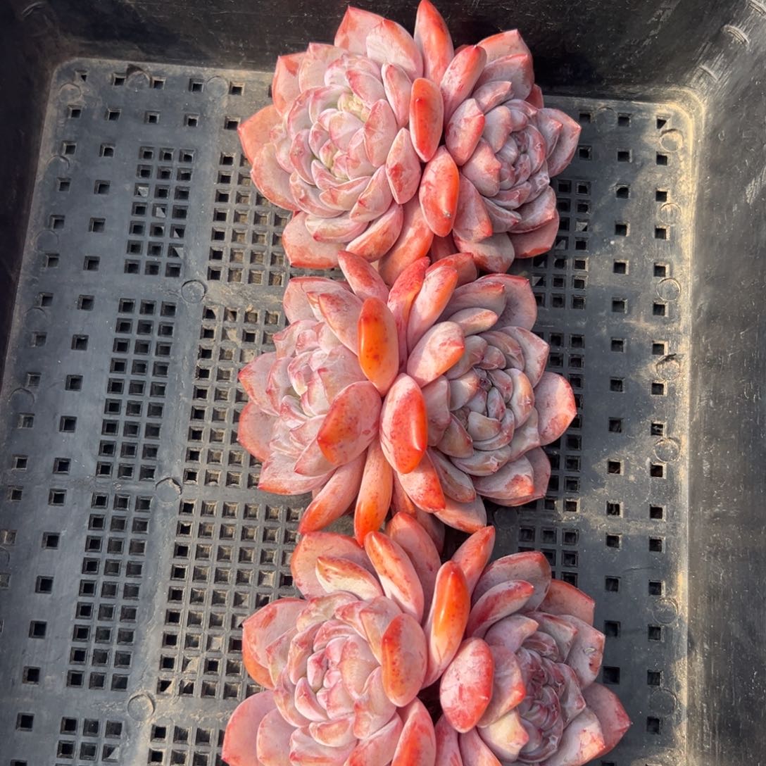 三个双头星影老庄00000000000