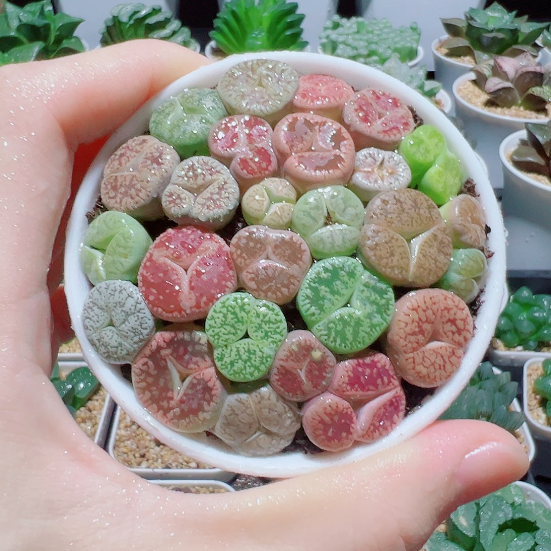 直播间，小奔驰，40福利款