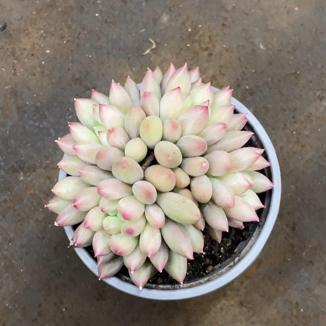 琳琳姐多肉链接的