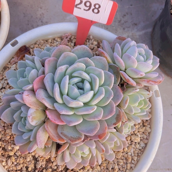 健健康康平平安安