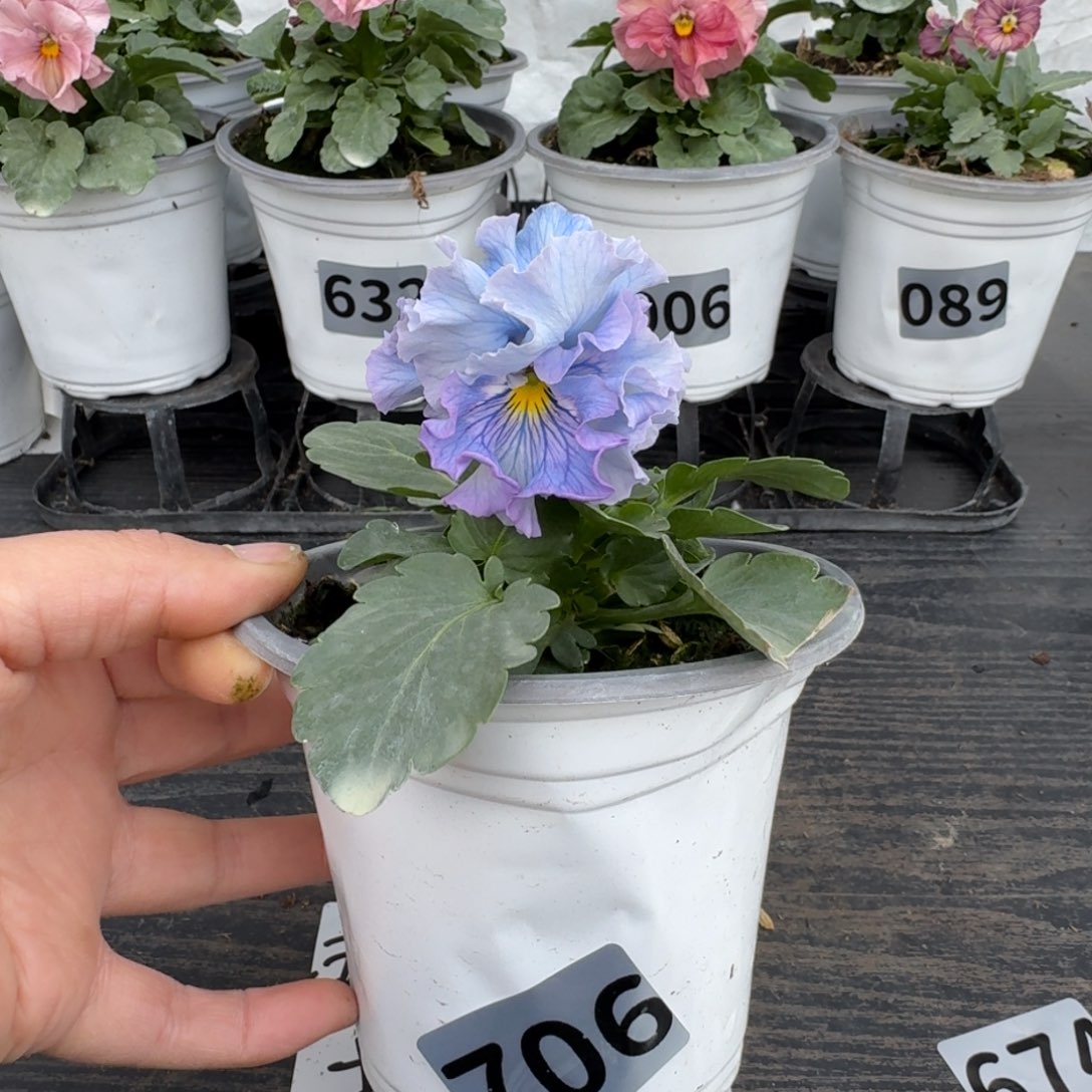 全部花朵喜****?706号木村