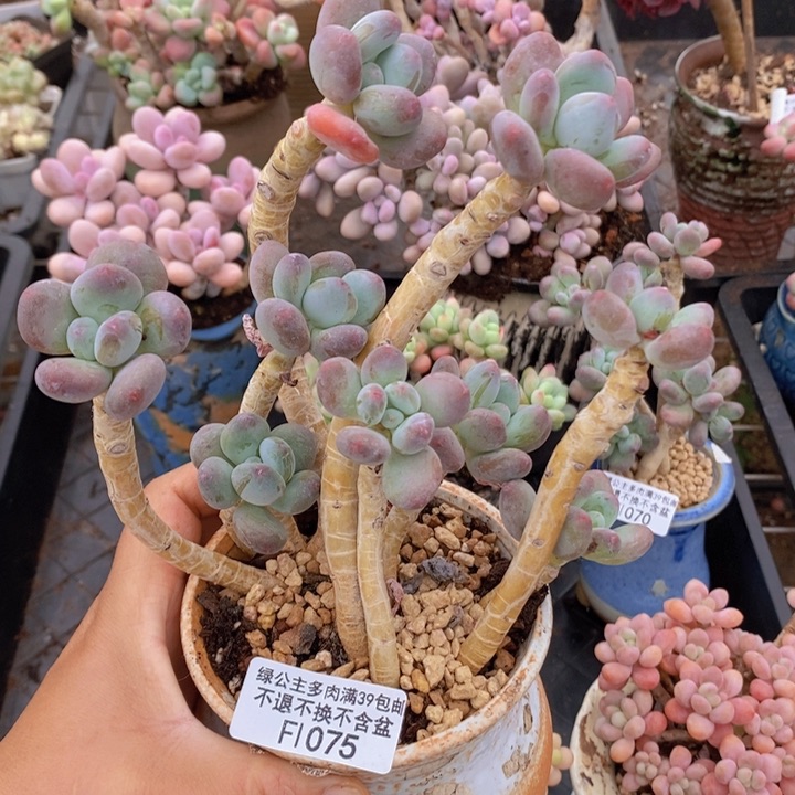 一代苹果奶老桩12cm1075多肉植物