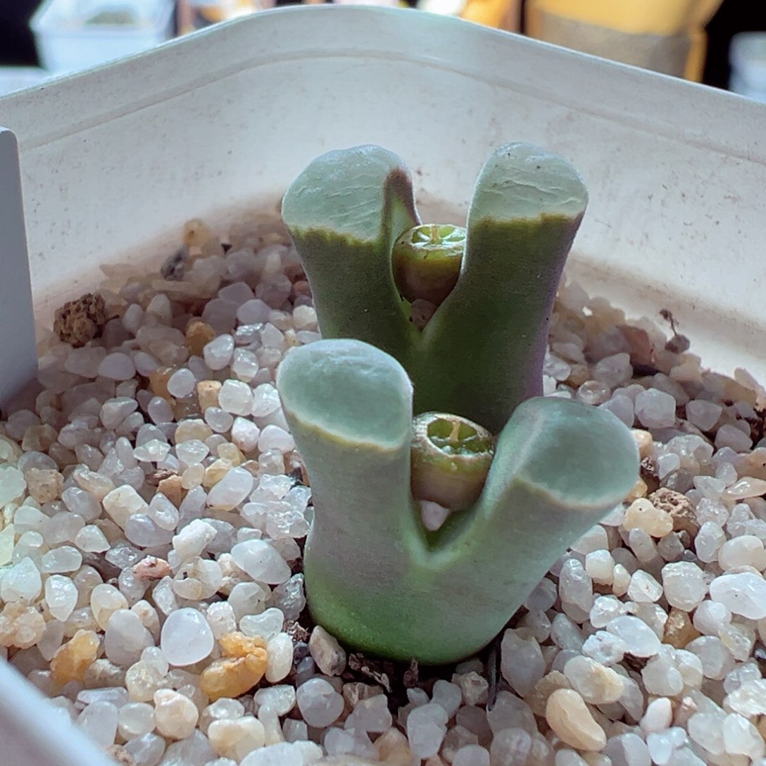 1222-337多肉多日1802.6