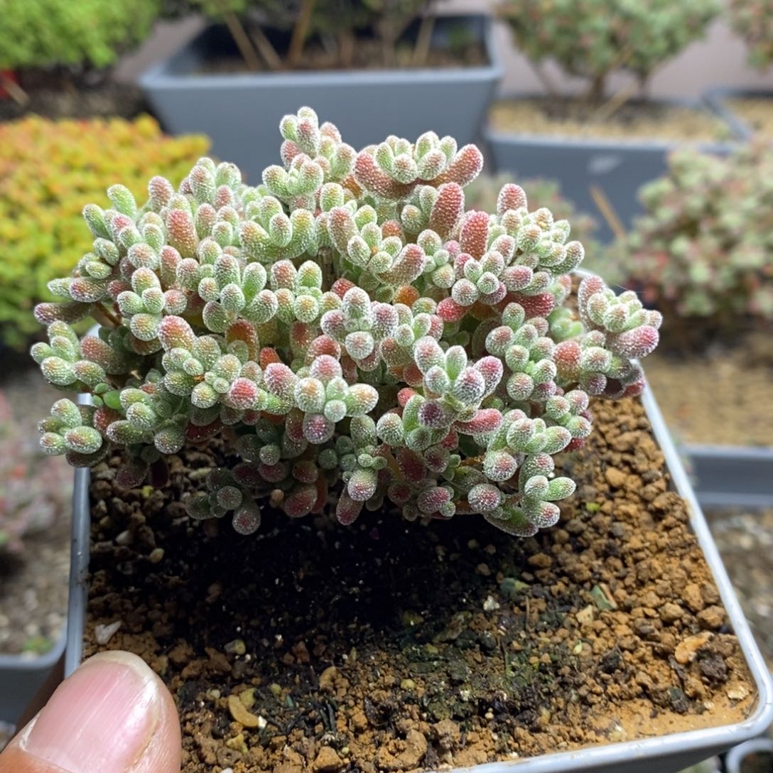 570实生优选冰晶