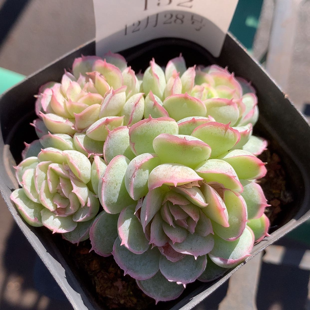 【闪购商品】云152号水晶扇贝7厘米