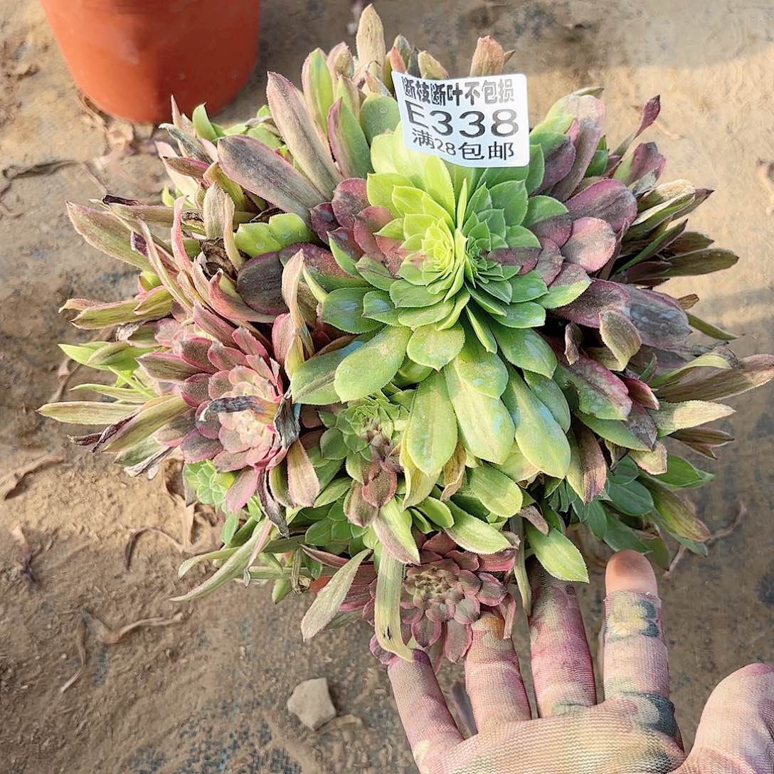 X. 338花脸粉带多肉