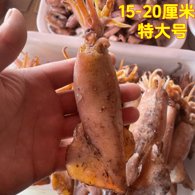 苏北大乌子沭阳特产大号小乌子乌贼墨鱼干货特大号整条海鲜