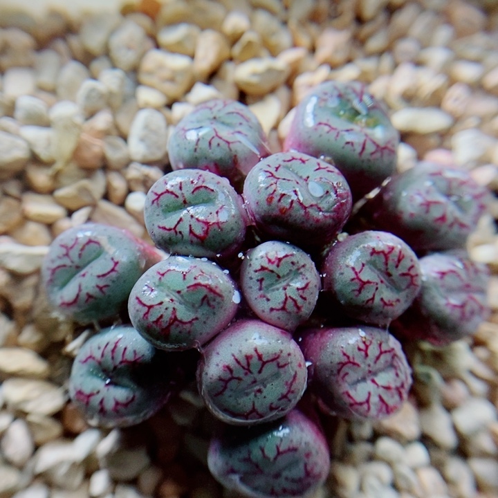 生石花花花花花花花475