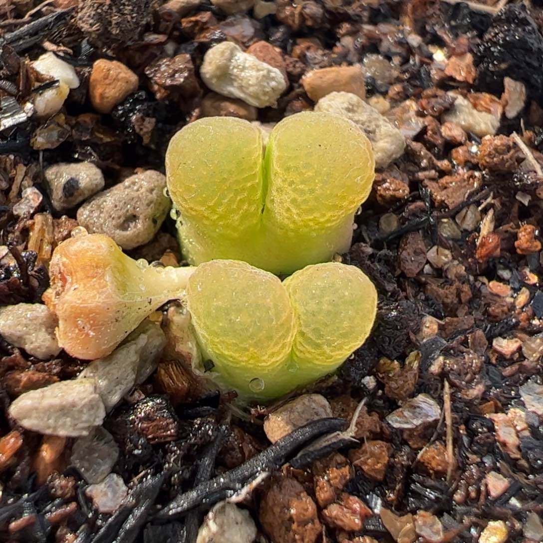 556多肉植物组合